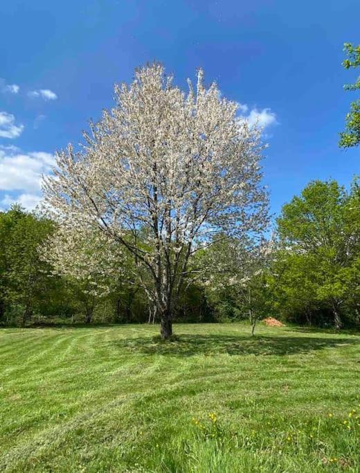Spacious 1 Bed Home With Shared Pool Champagnac-la-Rivière 외부 사진